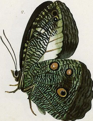 An illustration from (Band 2), 1806, leaf 76