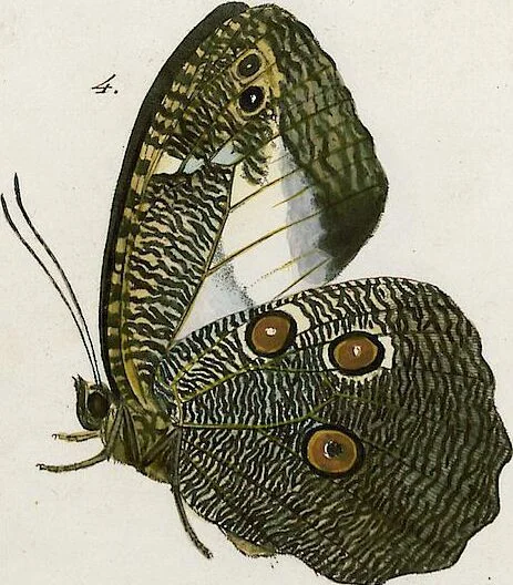 An illustration from (Band 2), 1806, leaf 77