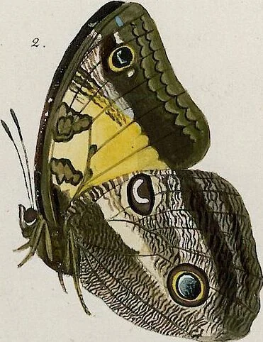 An illustration from (Band 2), 1806, leaf 78