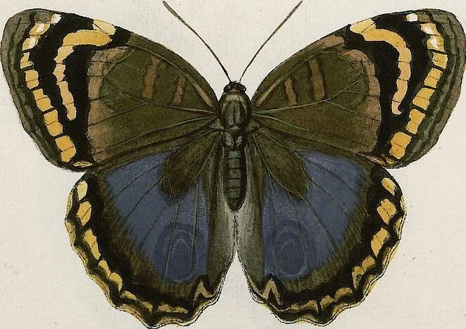 An illustration from (Band 2), 1806, leaf 79