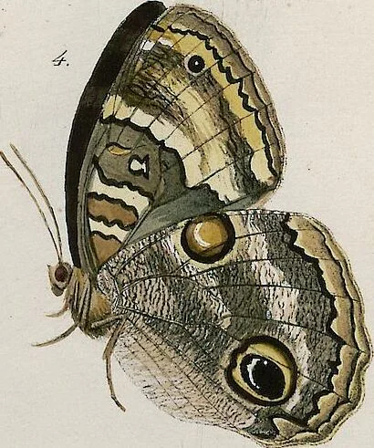 An illustration from (Band 2), 1806, leaf 79