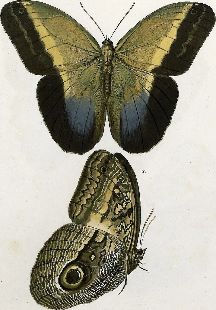 An illustration from (Band 2), 1806, leaf 80