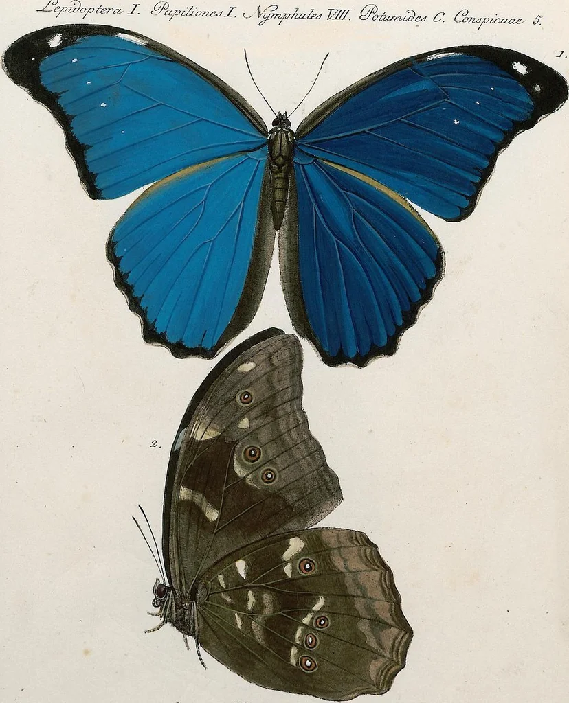 An illustration from (Band 2), 1806, leaf 82