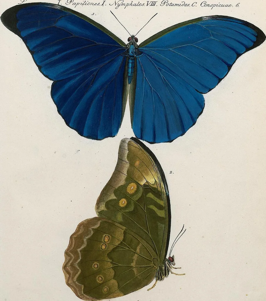 An illustration from (Band 2), 1806, leaf 83