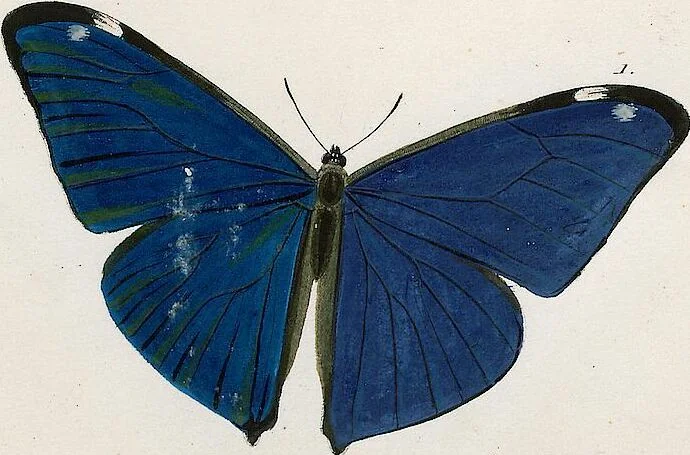 An illustration from (Band 2), 1806, leaf 84