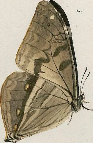 An illustration from (Band 2), 1806, leaf 84