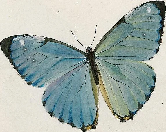 An illustration from (Band 2), 1806, leaf 85