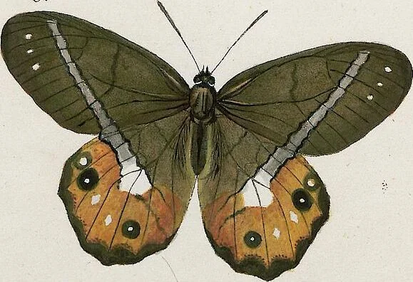 An illustration from (Band 2), 1806, leaf 88