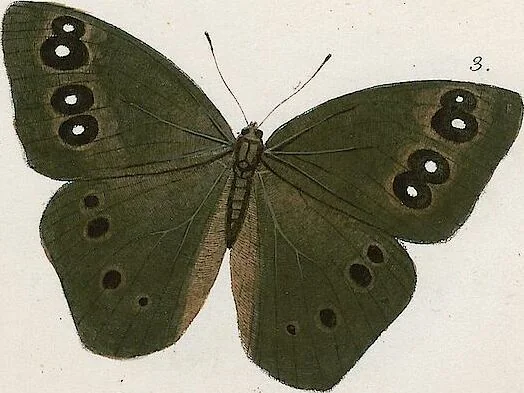 An illustration from (Band 2), 1806, leaf 89