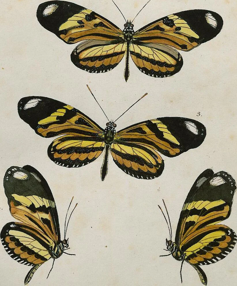 An illustration from (Band 2), 1806, leaf 9