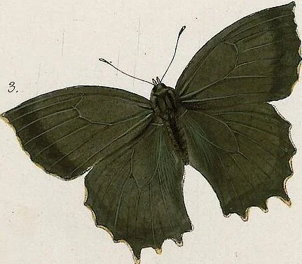 An illustration from (Band 2), 1806, leaf 91