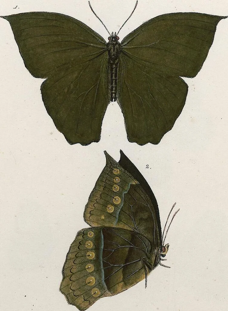 An illustration from (Band 2), 1806, leaf 92