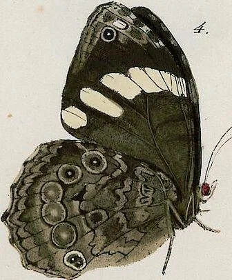 An illustration from (Band 2), 1806, leaf 94