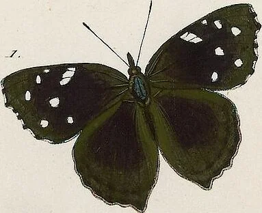An illustration from (Band 2), 1806, leaf 95
