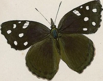 An illustration from (Band 2), 1806, leaf 95