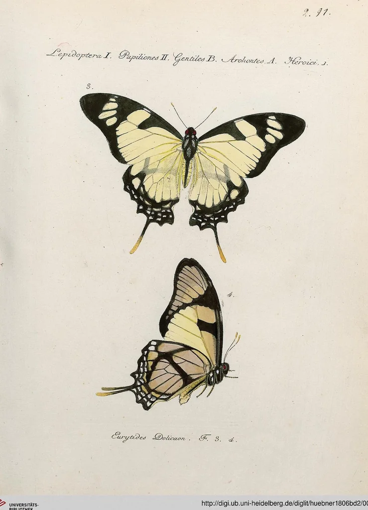 An illustration from (Band 2), 1806, leaf 99