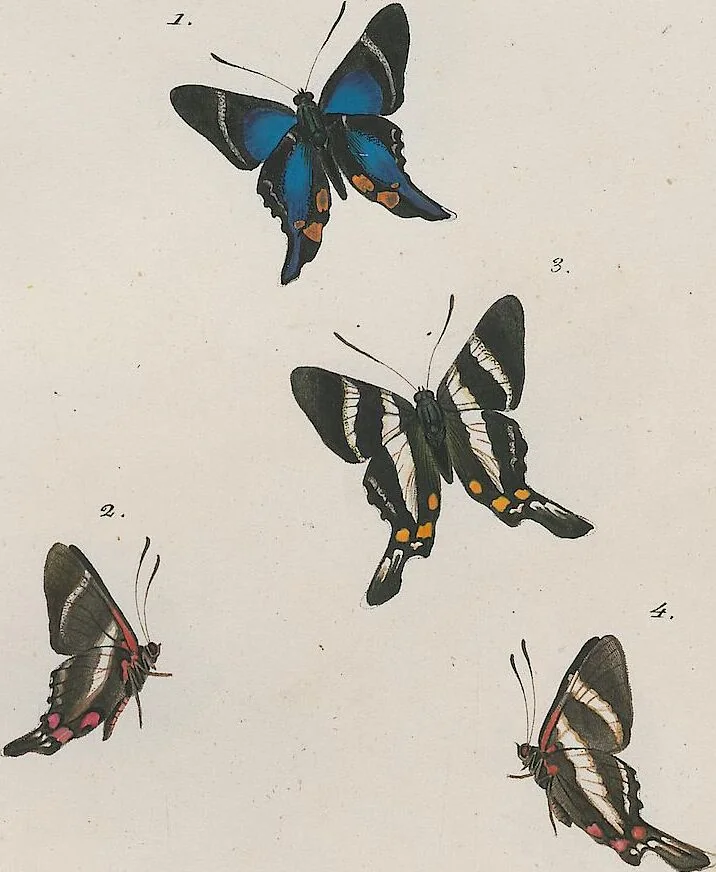 An illustration from (Band 3), 1806, leaf 10
