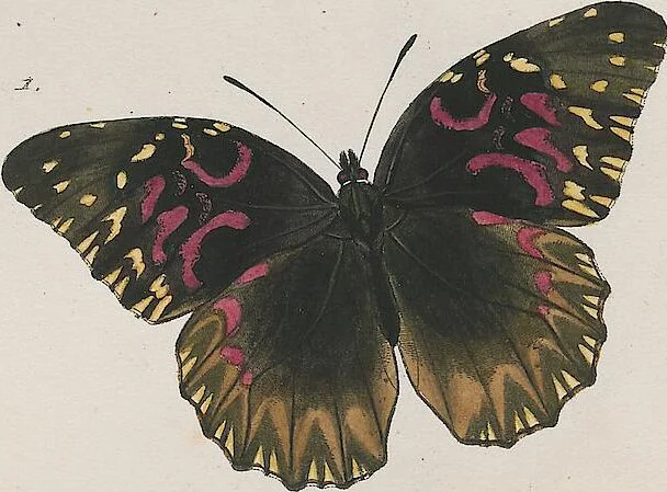An illustration from (Band 3), 1806, leaf 12