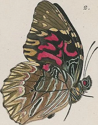 An illustration from (Band 3), 1806, leaf 12