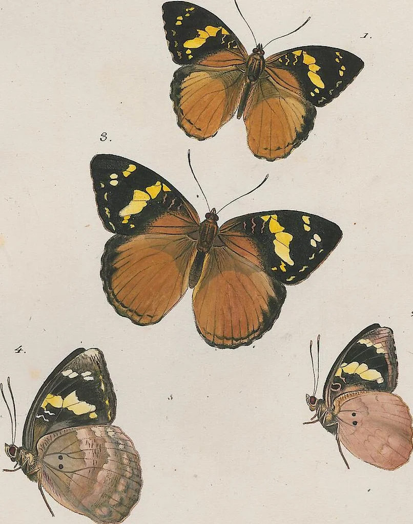 An illustration from (Band 3), 1806, leaf 16
