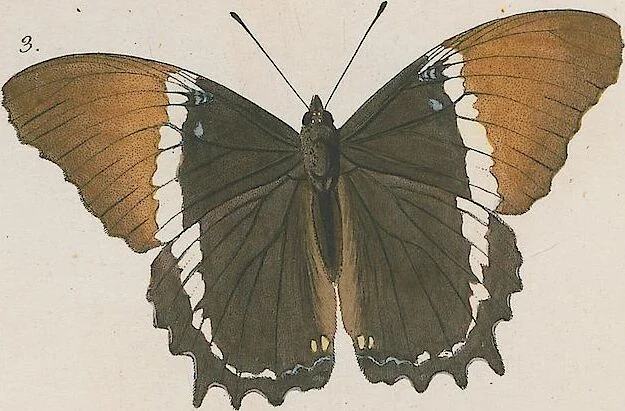 An illustration from (Band 3), 1806, leaf 17