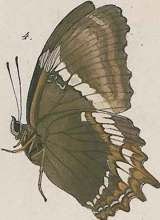 An illustration from (Band 3), 1806, leaf 17