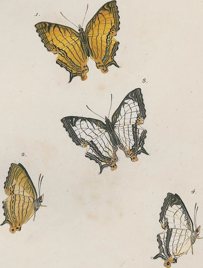 An illustration from (Band 3), 1806, leaf 18