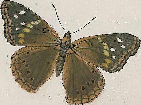 An illustration from (Band 3), 1806, leaf 19