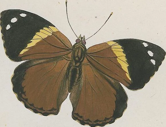 An illustration from (Band 3), 1806, leaf 20