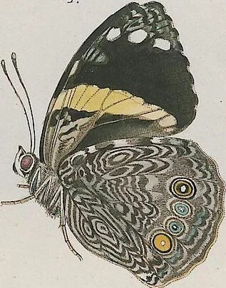 An illustration from (Band 3), 1806, leaf 20