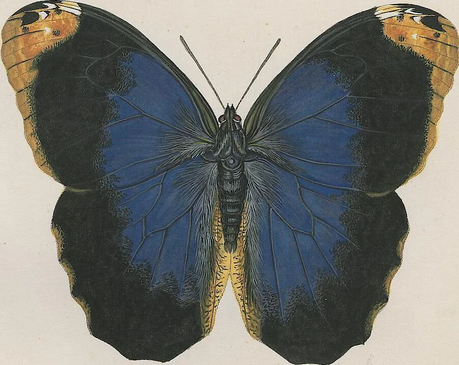 An illustration from (Band 3), 1806, leaf 21
