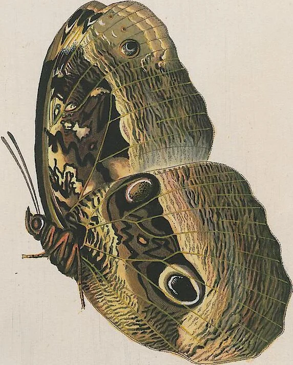 An illustration from (Band 3), 1806, leaf 22