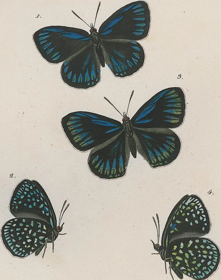 An illustration from (Band 3), 1806, leaf 24