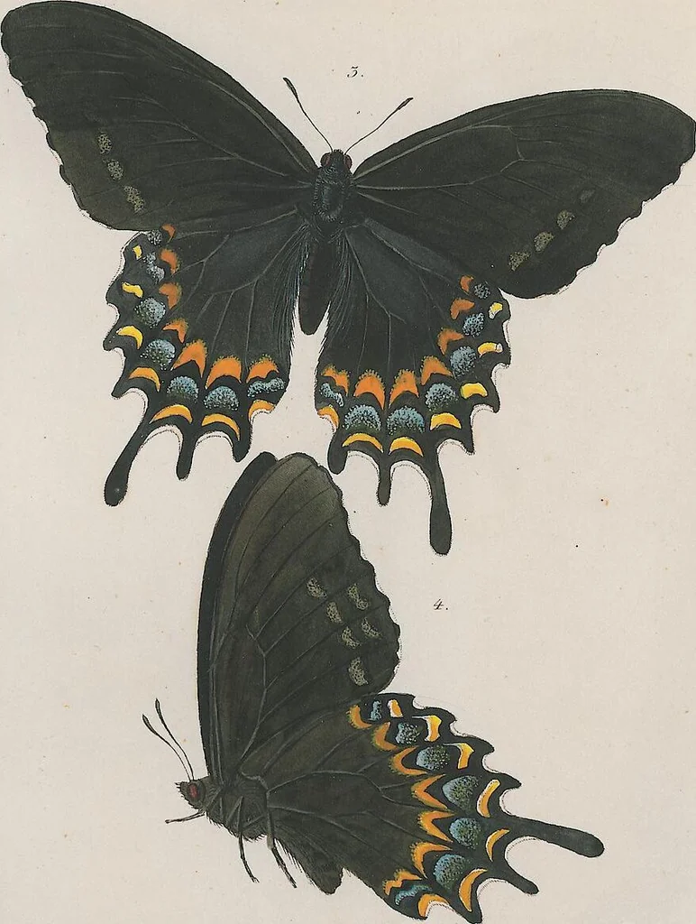 An illustration from (Band 3), 1806, leaf 26