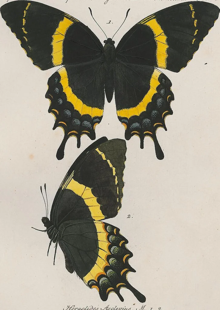 An illustration from (Band 3), 1806, leaf 27