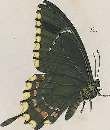 An illustration from (Band 3), 1806, leaf 28