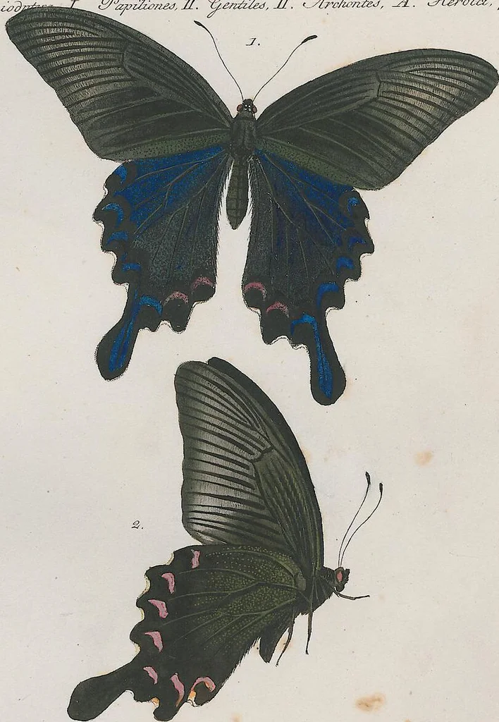 An illustration from (Band 3), 1806, leaf 29