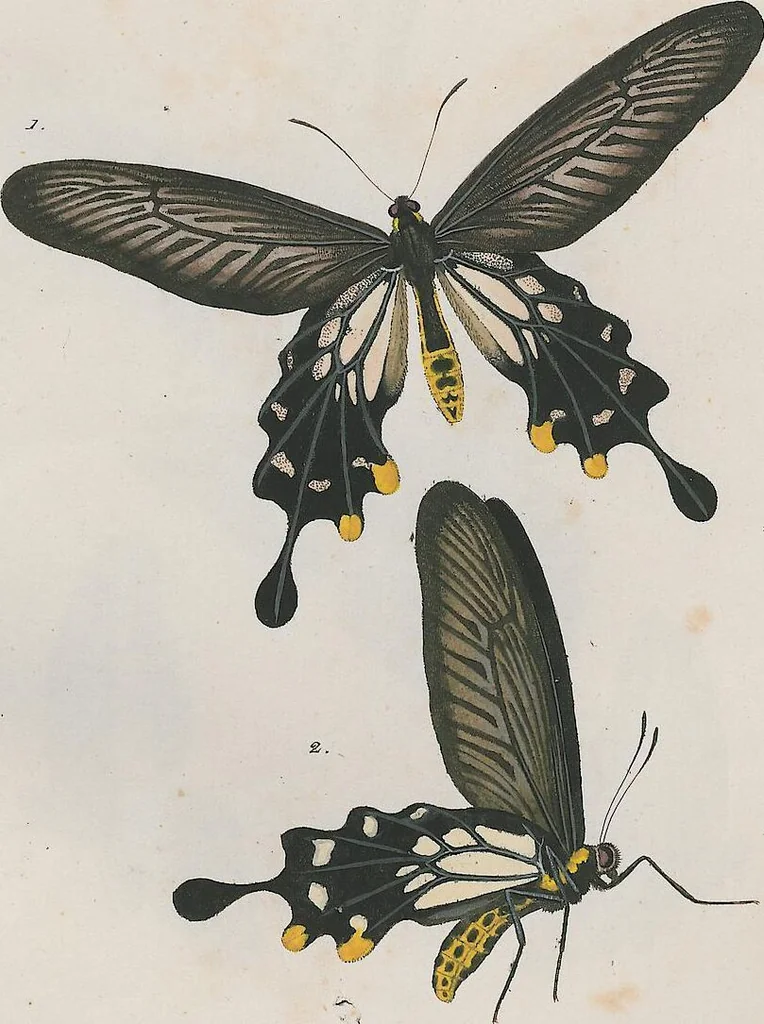 An illustration from (Band 3), 1806, leaf 30