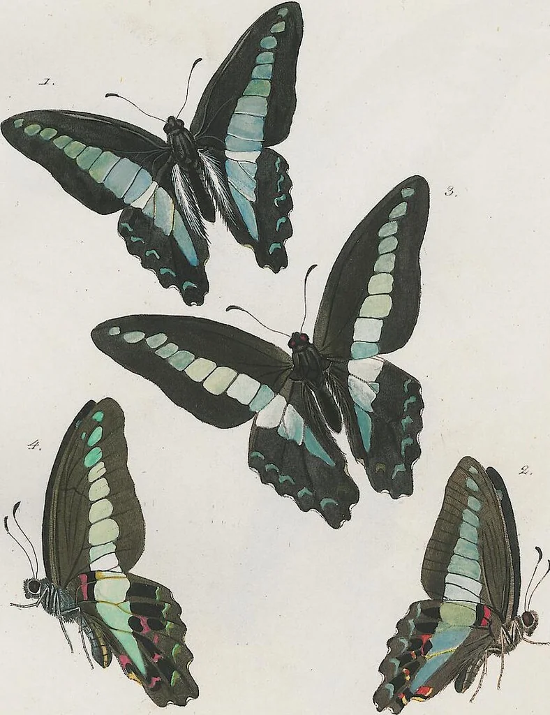 An illustration from (Band 3), 1806, leaf 31