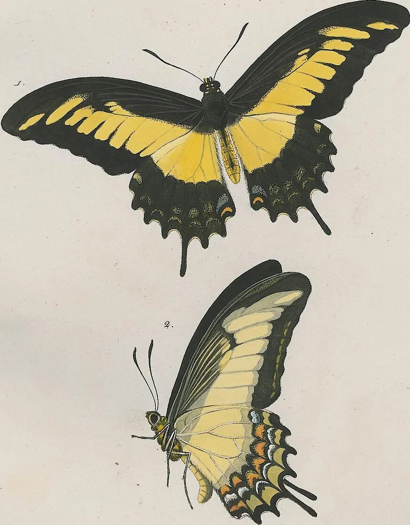 An illustration from (Band 3), 1806, leaf 32