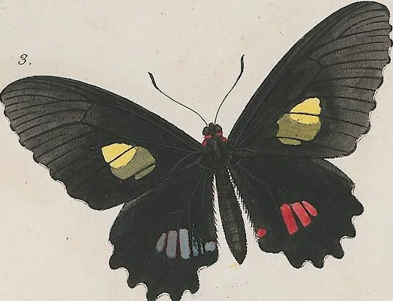 An illustration from (Band 3), 1806, leaf 33