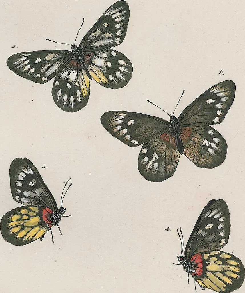 An illustration from (Band 3), 1806, leaf 36