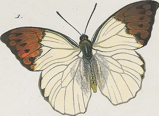 An illustration from (Band 3), 1806, leaf 37