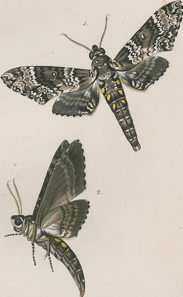 An illustration from (Band 3), 1806, leaf 44