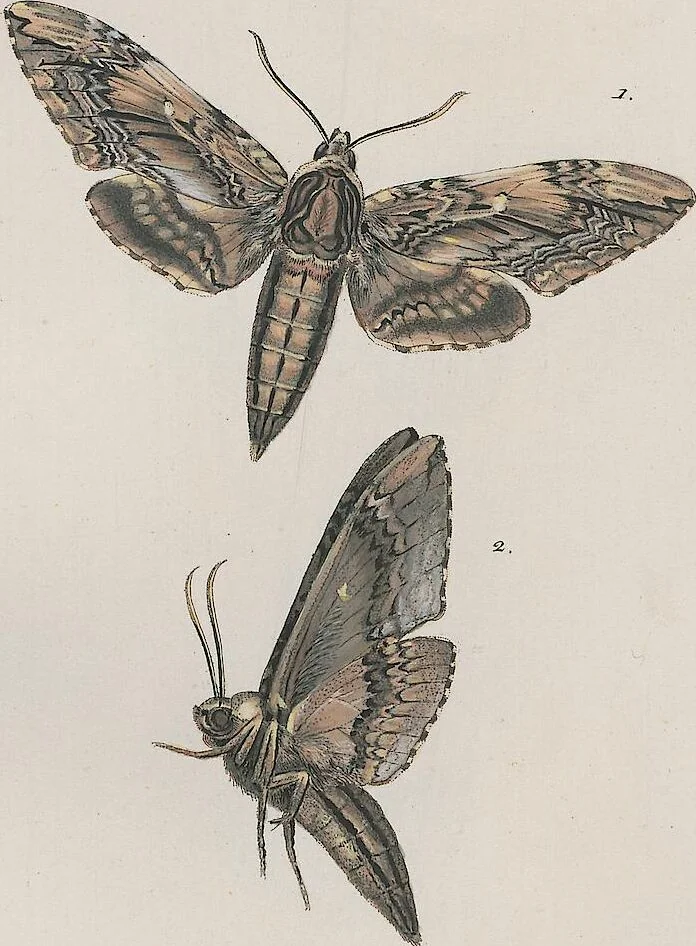 An illustration from (Band 3), 1806, leaf 45