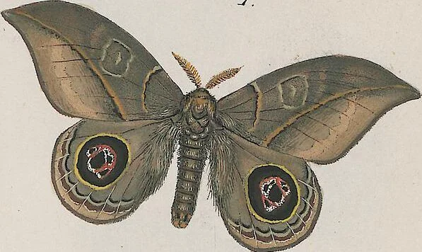 An illustration from (Band 3), 1806, leaf 46