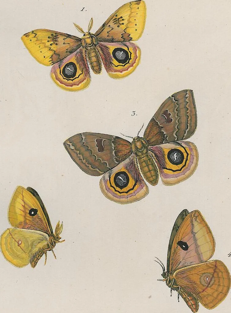 An illustration from (Band 3), 1806, leaf 47
