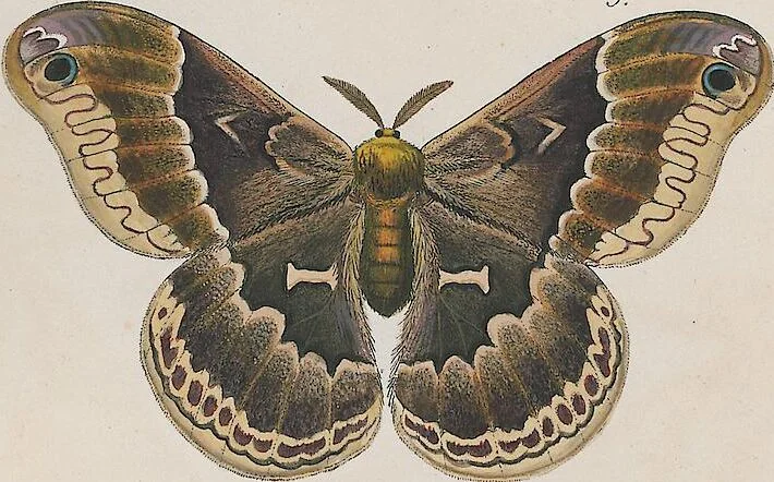 An illustration from (Band 3), 1806, leaf 49