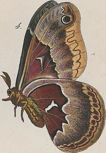 An illustration from (Band 3), 1806, leaf 49