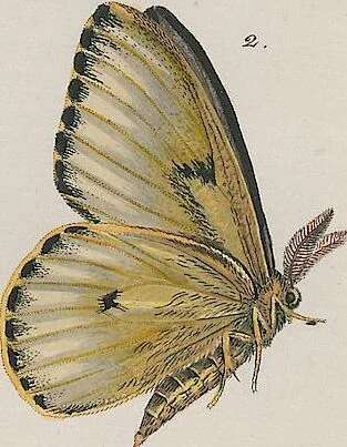 An illustration from (Band 3), 1806, leaf 52